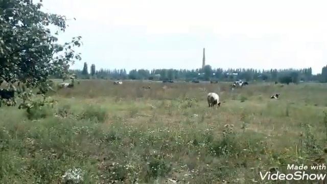 Влог четверга 22.08.19 Жареная картошка/Рыба/Плов смотреть онлайн