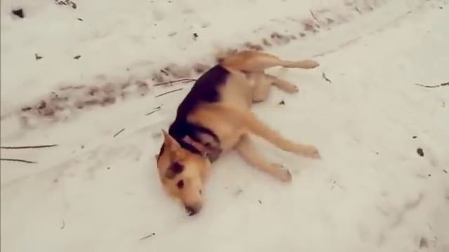 Дик ищет хозяев смотреть онлайн