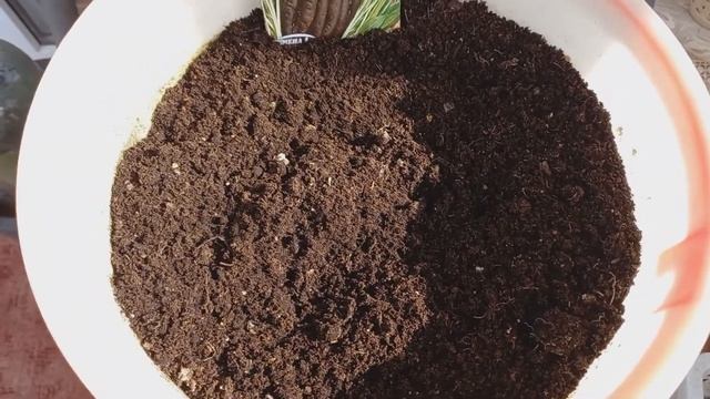 Скорцонера (козелец, черный корень, испанский корень). Посадка и выращивание на балконе. Skorconera смотреть онлайн