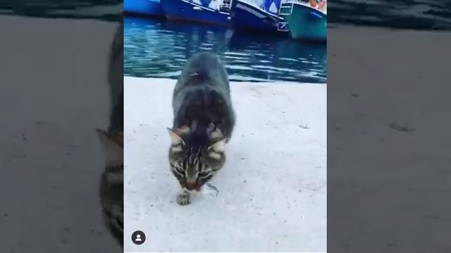 Балаклавский кот рыболов. смотреть онлайн