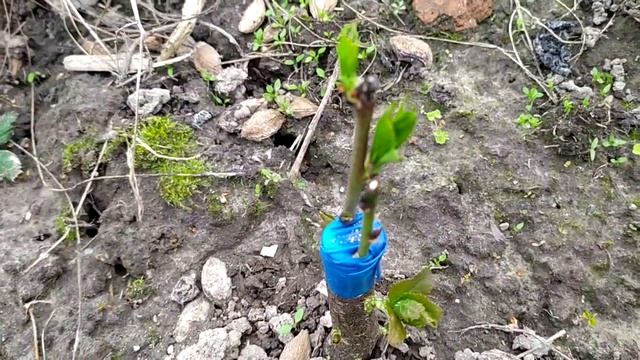 Уход за прививкой смотреть онлайн