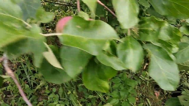 #ДАЧА#ВИШНЕВЫЙ САД. СУПЕР #УРОЖАЙ! смотреть онлайн