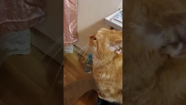 - Сладкое кошкам нельзя, но мне так хочется... смотреть онлайн