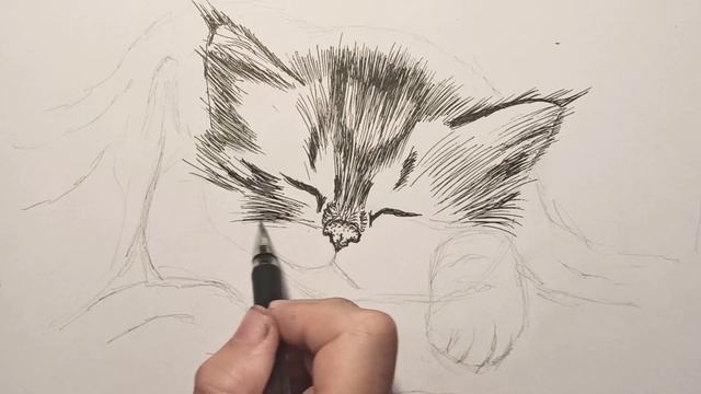 The kitten is sleeping | How to draw a sleeping kitten is simple смотреть онлайн