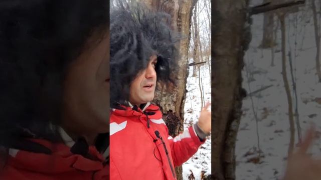 какие вкусные секреты скрываются в темных лесах!? смотреть онлайн