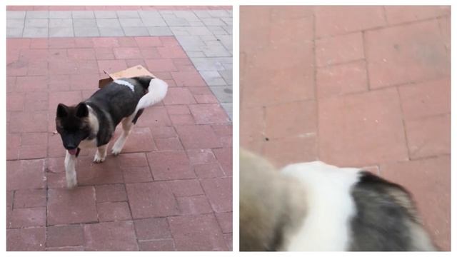 American AKITA | AKI | From puppy to adult | 2 months - 2 years | Growing | Playing | Loving | Dogs смотреть онлайн