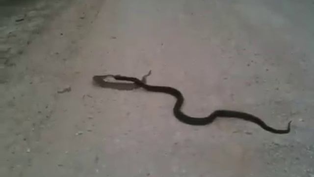 Rattle snake vs Black Indigo 2 смотреть онлайн
