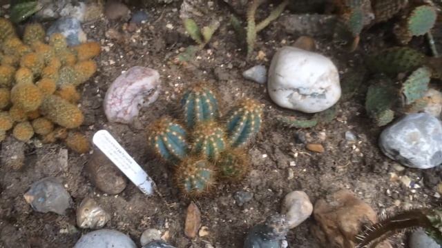 Pilosocereus pachycladus смотреть онлайн