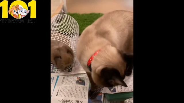 СКИФ ТАЙ ДОН смотреть онлайн