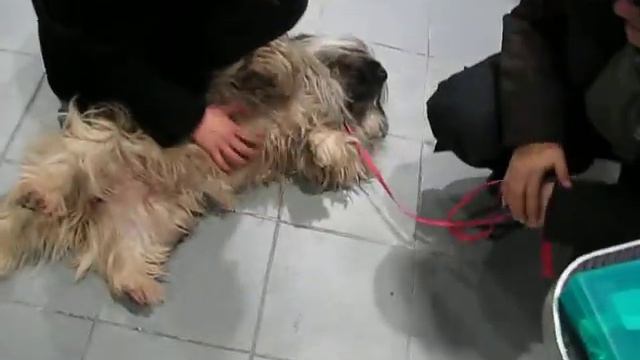 MVI 0240 Цента на выставке 2 смотреть онлайн