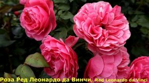 Самые надежные розы для средней полосы со знаком ADR. Обильно и продолжительно цветут!