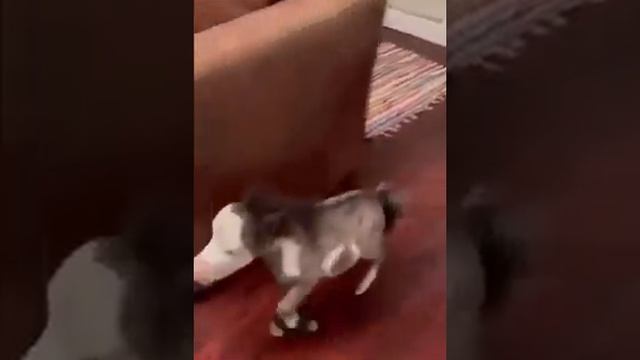 Самая маленькая лошадь в мире. Из-за карликовости её рост чуть больше 40 см. ? #shorts смотреть онлайн