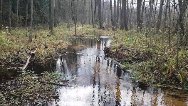 Осенний лес с рекой смотреть онлайн