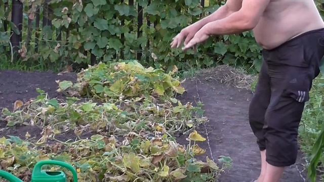 Выращивание огурцов в огороде. Огурцы на даче в огороде смотреть онлайн