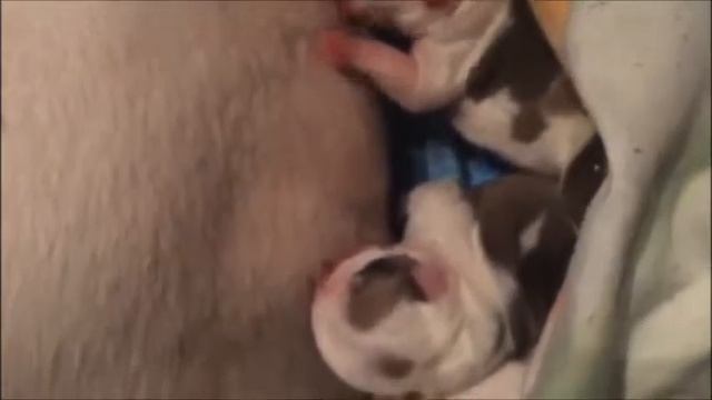 Щенки английского бульдога рожденные 9 октября 2015г.