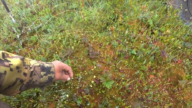 светлозерские покатушки на каракате. смотреть онлайн