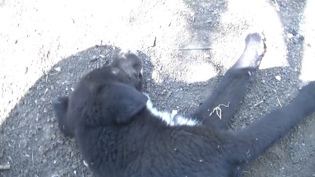 "Чудо" мангал с двойным дном из двери смотреть онлайн