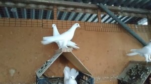 Широкохвостые Бакинские Голуби и Классические! В гостях у Николая Георгиевича Исаенко!?+79097651548