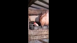 Почему курочка кудахчет, когда снесёт яичко?