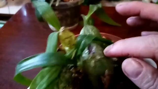 Орхидеи Целогина Кристата, Целагина flmbriata. Какие изменение, мой уход. смотреть онлайн