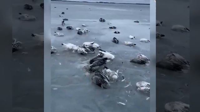 👀 В Китае резко похолодало на 50 градусов. #китай #погода смотреть онлайн
