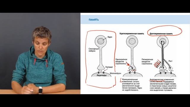 4.5. Консолидация памяти смотреть онлайн