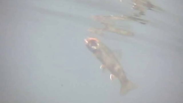 Violente Attaque de truite sous l'eau !!! смотреть онлайн