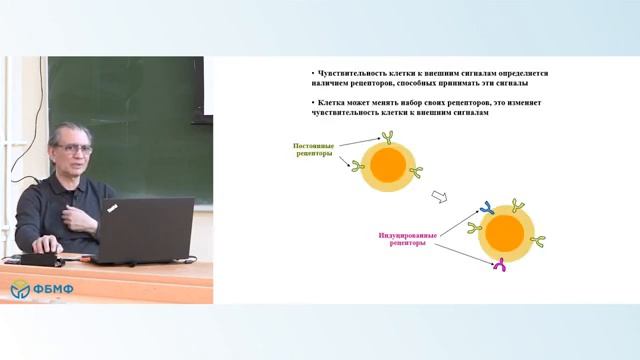 Лекция № 13 "Молекулярные особенности раковых клеток, часть 2. Микроокружение опухоли" смотреть онлайн