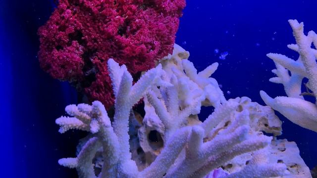 Обслуживание аквариума и ремонт светильника