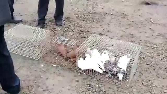 ?️?// ГОЛУБИ // ПЕРВАЯ ВЫСТАВКА В ЗИМОВНИКАХ // ??️ СНИМАЛ АНДРЕЙ ЗЛЕНКО // 22.02.2020.г.??️ смотреть онлайн