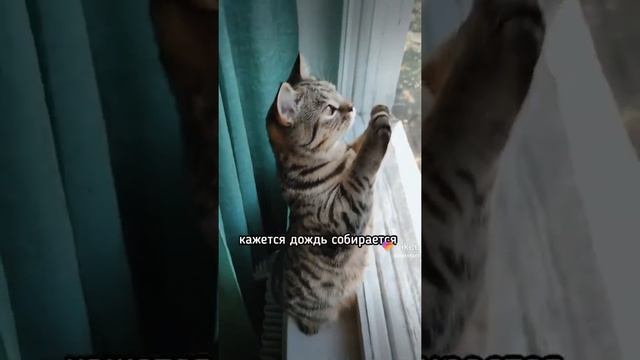 узнай погоду по котику?? смотреть онлайн