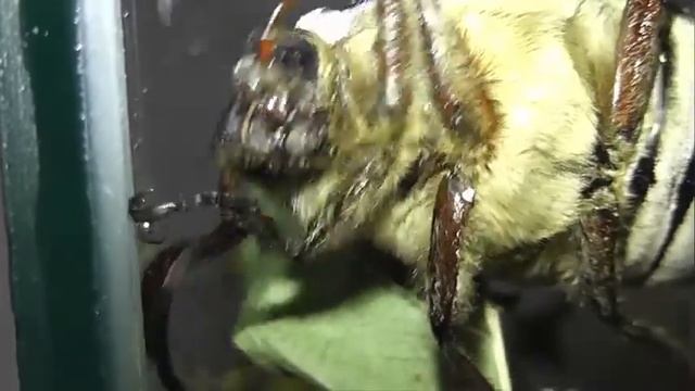 ИНСЕКТАРИЙ: 72. Хрущ Мраморный (Polyphylla fullo) смотреть онлайн