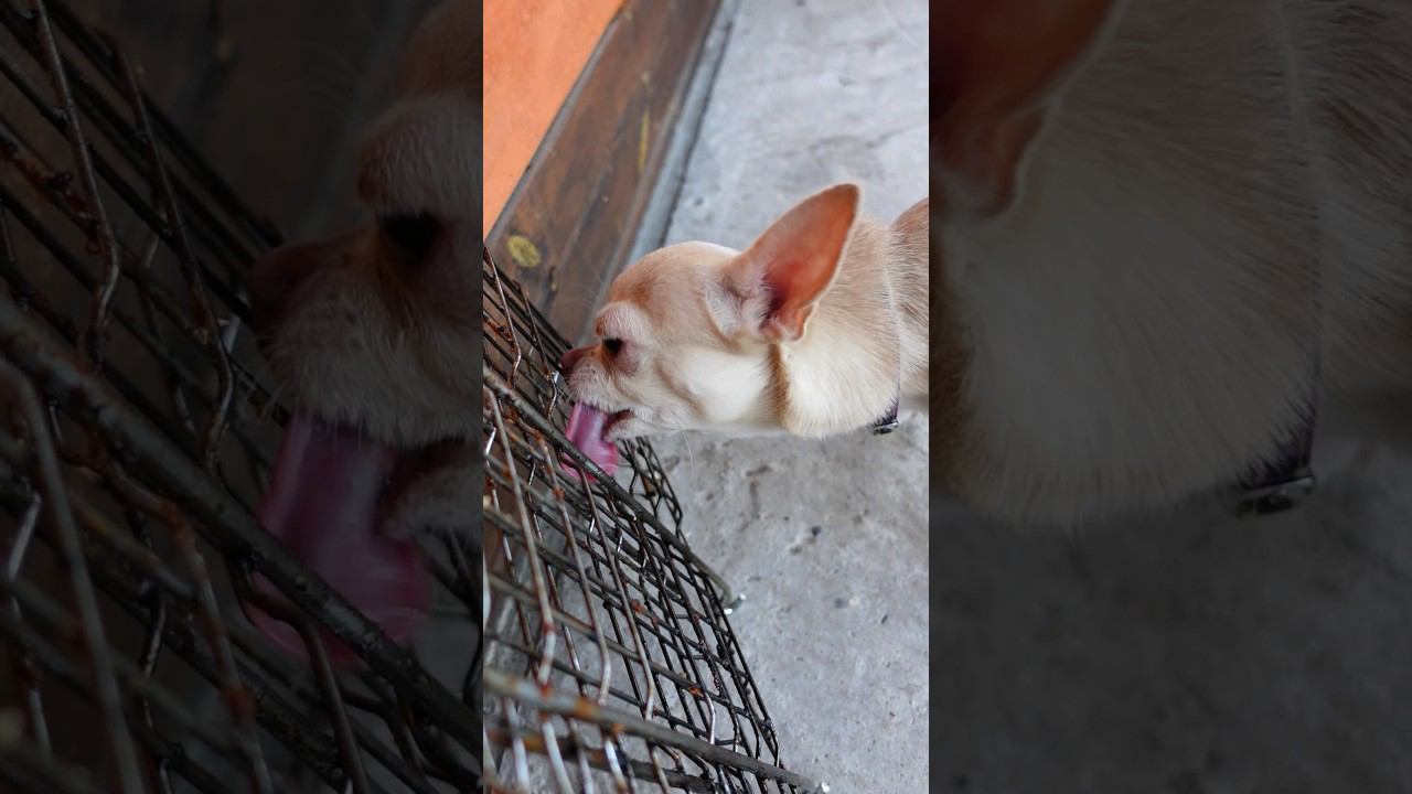 Хозяйка не кормит #викаgo #shorts #юмор смотреть онлайн