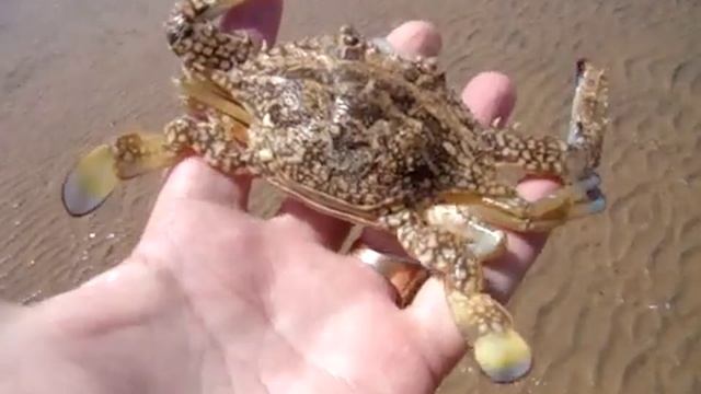 ЛОВЛЯ ГОЛУБОГО КРАБА-ПЛАВУНЦА-3 (Красное море) смотреть онлайн