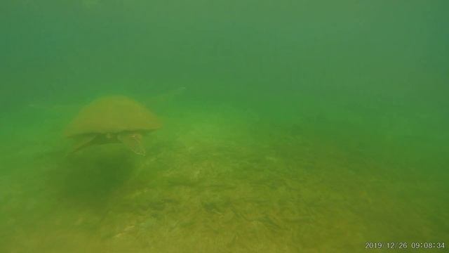 Встреча с черепахой на дне океана смотреть онлайн