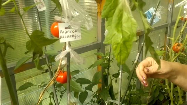 Томаты ,перцы в теплице 13 сентября обзор. смотреть онлайн