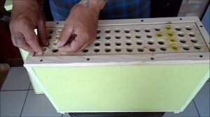 Нужен ли ящик стартер для вывода маток?