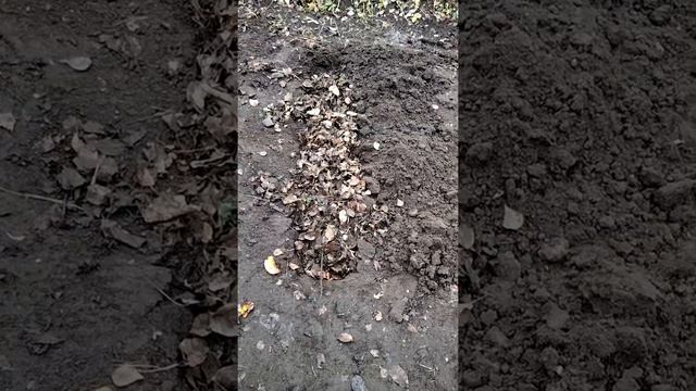 Осеннее удобрение из опавших листьев #Shorts смотреть онлайн