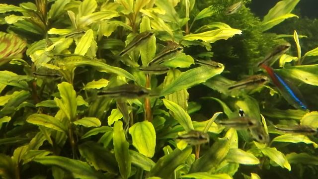 Коридорасы пигмеи смотреть онлайн