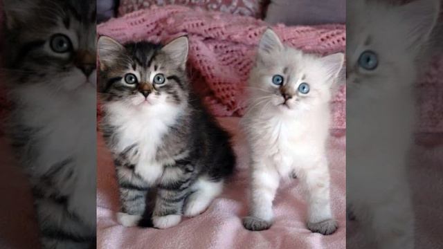 #Котик #Кот #прогулка #cat #cats #cute #трехлапый #бедняга Такой вот котик допрыгал к нашей лавочк смотреть онлайн