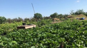 Клубника Кабрилло. Как кидают на покупке саженцев 2ч.