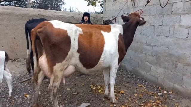 Молбозор куркат Моли Оригинал Фуруши Оча Бача 15 литр шир дорад 928893294 ватсап смотреть онлайн