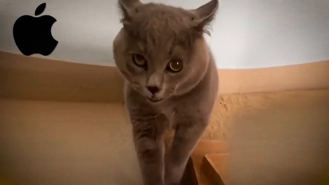 Alugalug Cat but famous phone ringtones смотреть онлайн