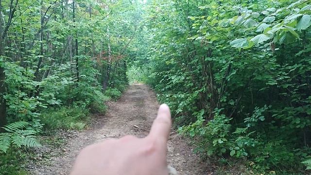 По білі гриби в ліщинові зарослі.Цього я зовсім не чекав. смотреть онлайн