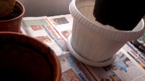 Как пересаживать комнатные растения. Как ПРАВИЛЬНО пересадить цветок в горшок побольше