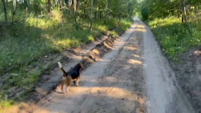 Дог треккинг с биглем Hugo. Лесные приключения в «Домик Пчеловода» смотреть онлайн