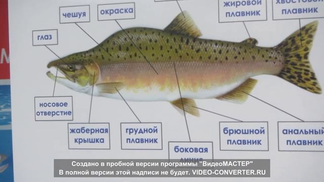 4 Строение лосося смотреть онлайн