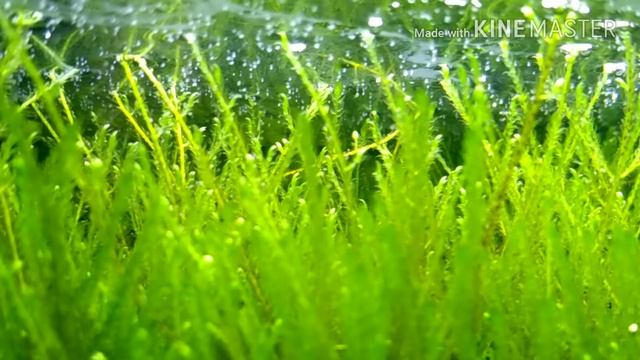 Микро рачки остракоды в аквариуме / Micro ostracod cages in the aquarium смотреть онлайн