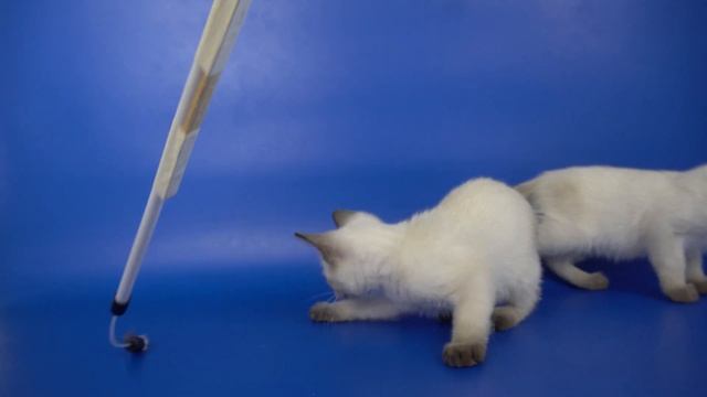 Тайские котята W...Gamlet, 2 месяца, окрас сил-пойнт смотреть онлайн
