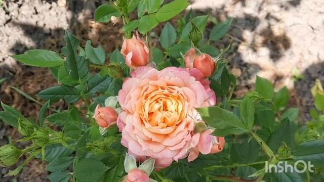 Цветение роз первого года посадки. Гартенспасс, Бриоза, Августа Луиза. смотреть онлайн